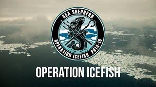 The end of illegal fishing in Antarctica : Operation Icefish review - Sea Shepherd