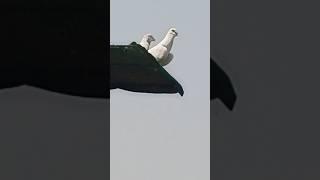 my home breed flying time 9 hour ️️