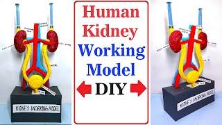 human kidney working model - 3d - science project for exhibition  urinary system - diy | craftpiller