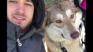 Saarloos wolfhond , wolfdog, Волчья собака Сарлоса.