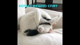 Коты спят в смешных позах, приколы с котами, странные позы котов, подборка смешных котов 2020