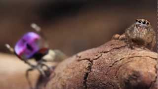 Peacock Spider 6 (Maratus mungaich)