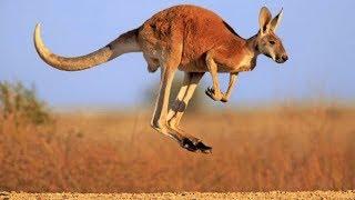 KANGAROOS ARE THE MOST FAMOUS ANIMAL OF AUSTRALIA || LIVING EARTH