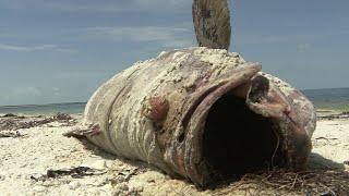 Marine mystery growing on the west coast of Florida