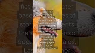 Title: Lassie: The Legendary Heroic Collie #Lassie #Collie #HeroicDogs #Fiction #Inspiration•