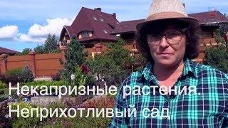 Некапризные растения. Неприхотливый сад.