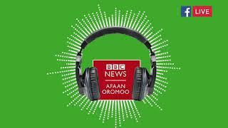 BBC afaan oromoo ammaji 8 2025