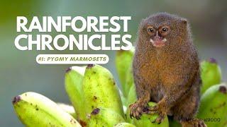 Episode 1: Pygmy Marmoset  | The Thumb-Sized Monkey