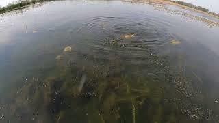 What's bubbling in the water?