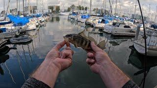 The BIGGEST and SMALLEST fish I’ve caught in Marina Harbor