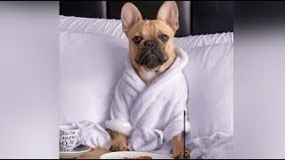 Funniest French Bulldogs | Cutest French Bulldogs Ever