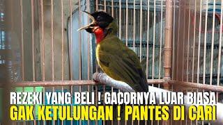 PANTESAN BANYAK YANG NYARI BURUNG INI ! KALAU SUDAH GACOR SUARANYA MEWAH ! ENAK DI DENGAR