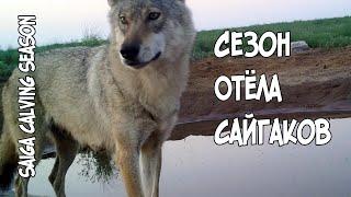 Сезон отёла сайгаков // Saiga calving season