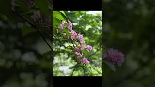 【FUMIKO’s simple English #4. Climbing Mt. Rokumanki 】