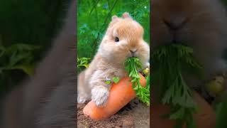 #trending #rabbits #fruit