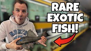 INSIDE THE CRAZIEST RARE FISH STORE! A Collectors Dream! - Full Tour