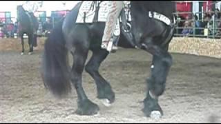 Caballo Friesian