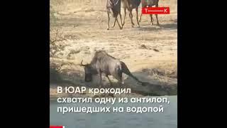 таьсирли видео