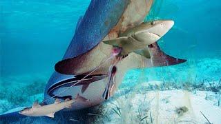 Mother Shark giving birth in the deep sea