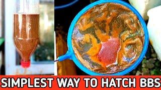 HOW TO HATCH BRINE SHRIMP EGGS EASY STEPS || HOW TO HATCH ARTEMIA CYST || HOW TO HATCH BBS