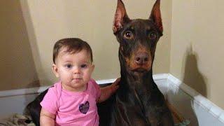 Trust me! A Doberman is the perfect guardian for your child!