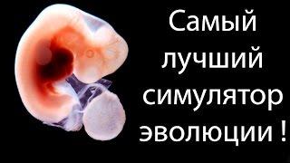 Самый лучший симулятор эволюции ! ( Species )