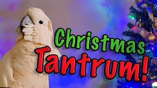 Max Throws an Epic Christmas Tantrum - Is Santa Watching? (Subtitles)