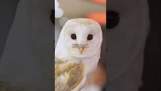 Owls don’t Have Eyeballs 