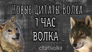 Волк 1 час говорит одно и то же, а может 10 часов?( Новые Цитаты Волка 2022)