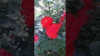  The Magic of Red Roses in the Morning Garden | Relaxation and Pure Nature