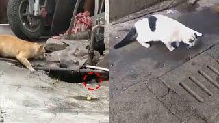 Cat vs Mouse | best of cats chasing mouse