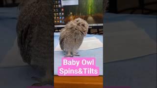 Baby Owl’s Adorable Head Turns & Tilts #shorts #shorts