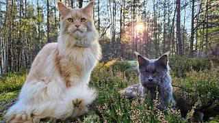 A Day in the Forest with Maine Coons Buster & Luna!