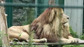 Löwe Malik Tierpark Chemnitz