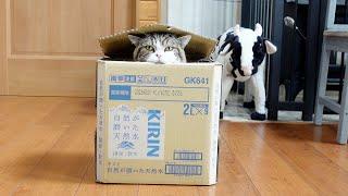 Maru won the box over by silent pressure.