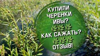 Купили черенки ивы? Как сажать иву? Когда сажать иву? Отзыв!