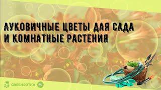 Луковичные цветы для сада и комнатные растения