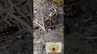 ##little #video