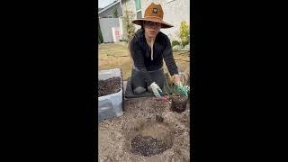 Planting Beautiful Heirloom Roses in My Garden!