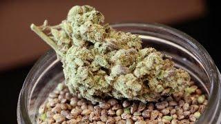 Seed to Strain: DNA Genetics Amsterdam and LA Confidential