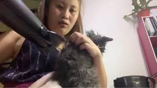 HOW TO WASH A CAT | BATH TIME FOR ASHLEY