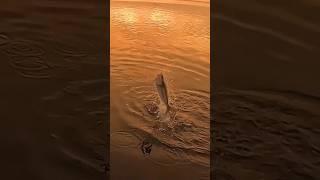 Early morning winter australian salmon on the hardbody minnow #fishing #salmon #lure