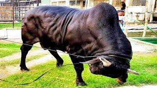 13 Biggest bulls of different breeds | Brownie's Ranch