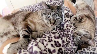 Cat Care 101 coat grooming + fur brush hair and pet dander quick & easy vacuum cleaning #shorts