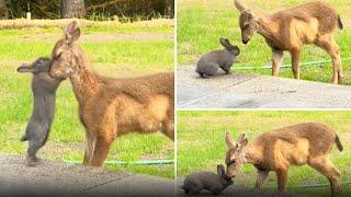 WATCH: Real life 'Bambi and Thumper' greet each other in Oregon