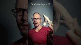 Otodus obliquus - гигантская древняя акула 