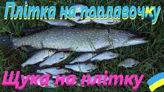 #Сула # Плітка на поплавчанку Щука на плітку #РибачуЯкУмію