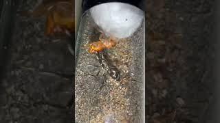 Queen Ant ATTACKS Cockroach