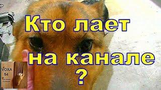 Кто лает на канале ?