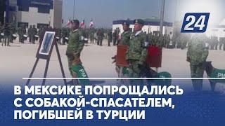 В Мексике попрощались с собакой-спасателем, погибшей в Турции